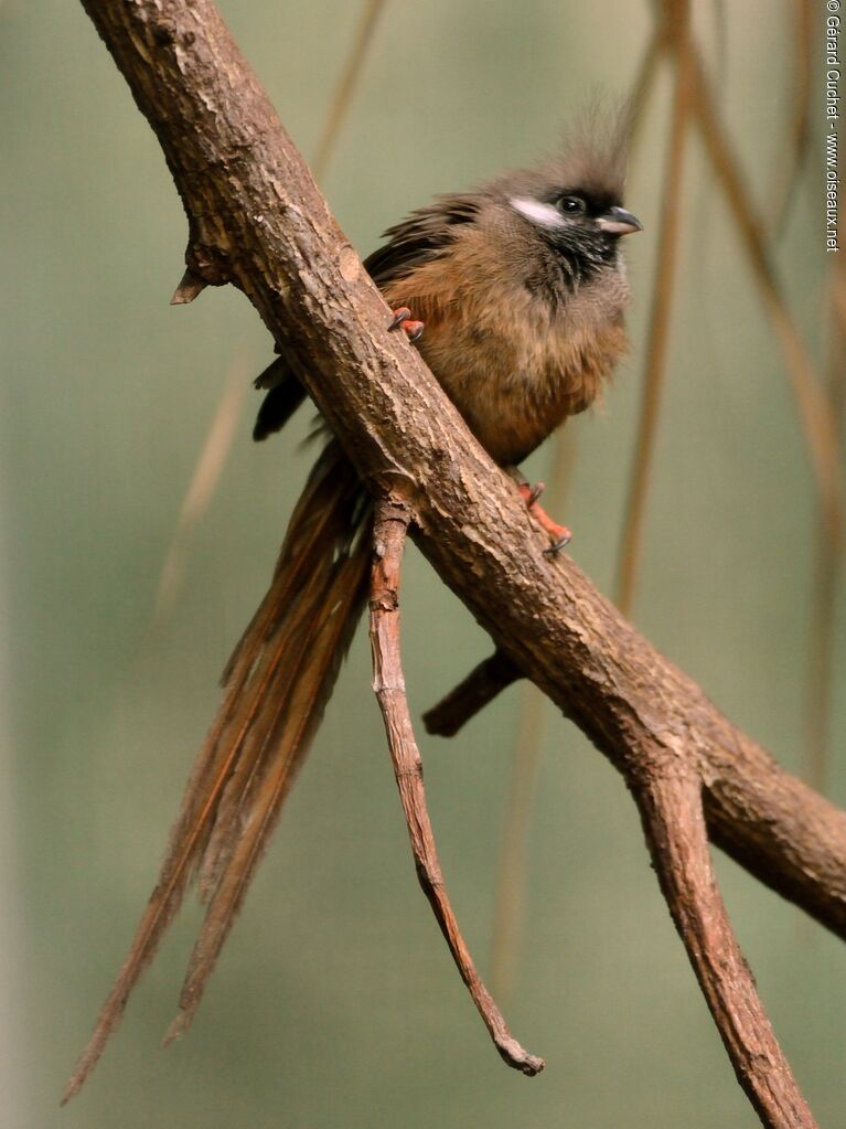 Speckled Mousebird