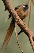 Speckled Mousebird