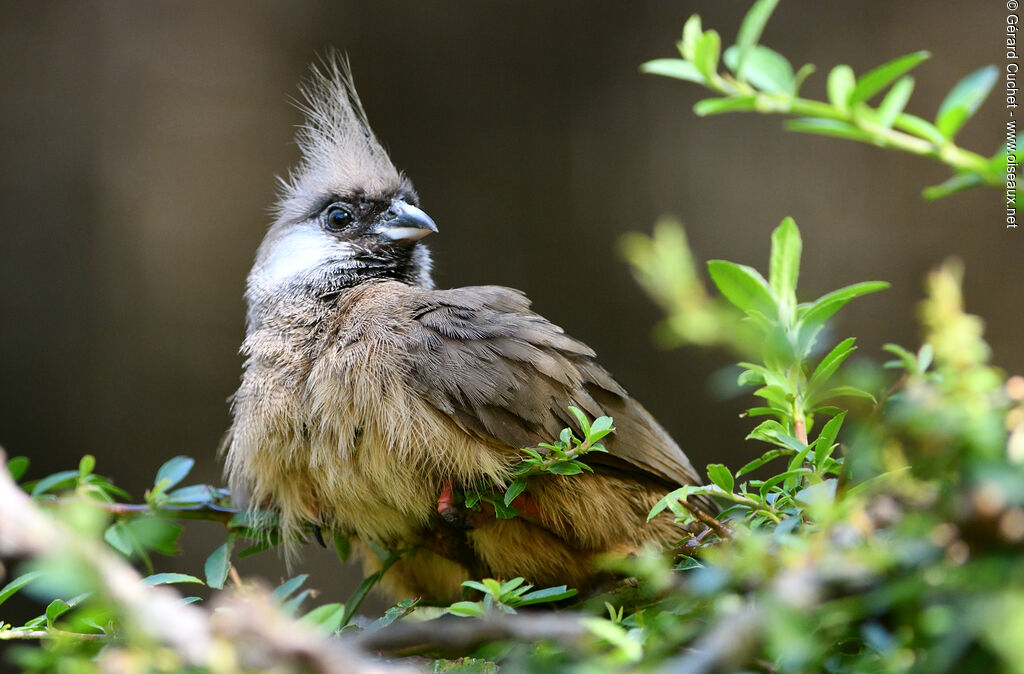 Speckled Mousebird, close-up portrait