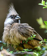 Speckled Mousebird