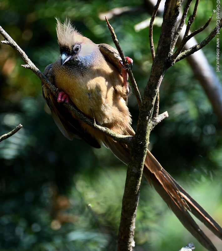 Speckled Mousebird, identification, pigmentation