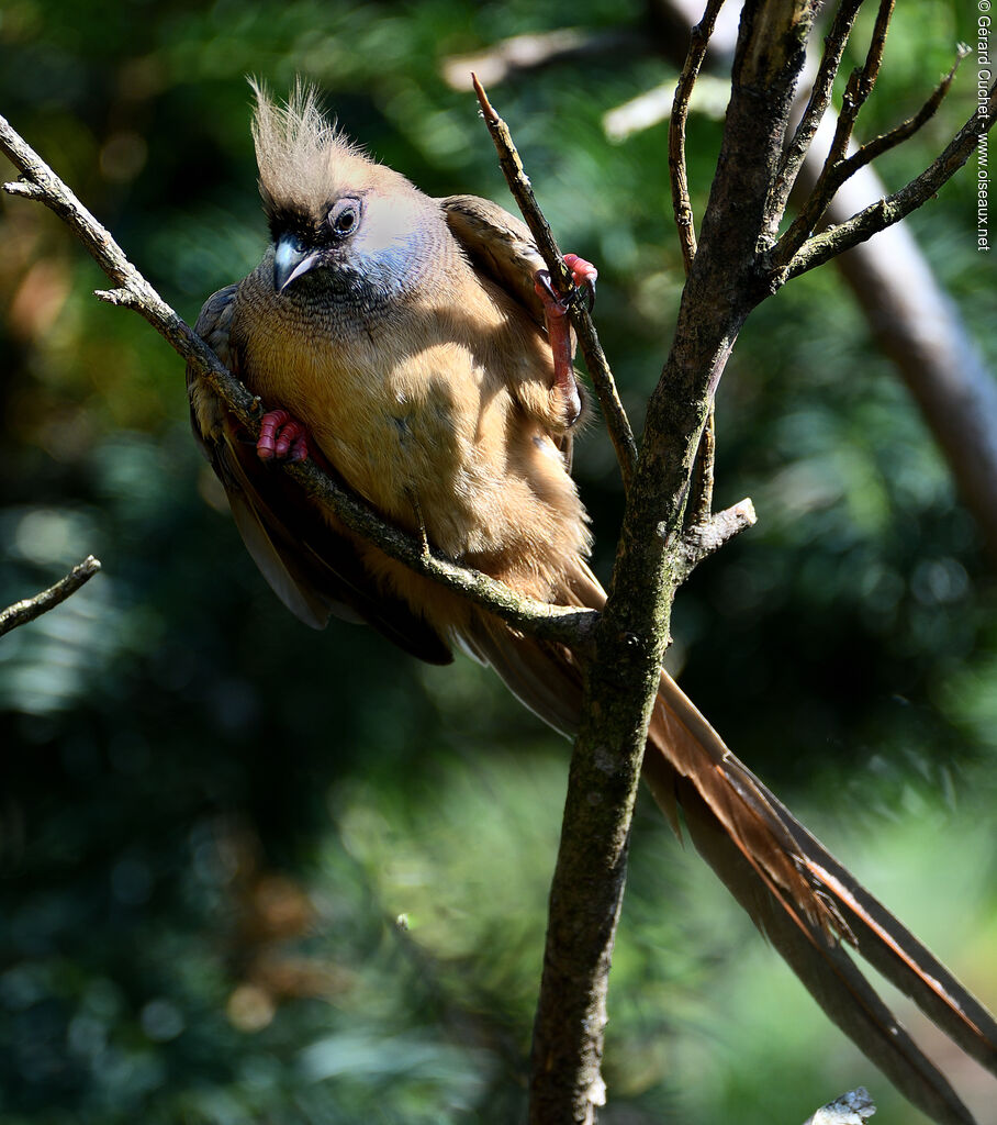 Speckled Mousebird, identification, pigmentation