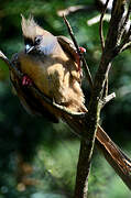 Speckled Mousebird