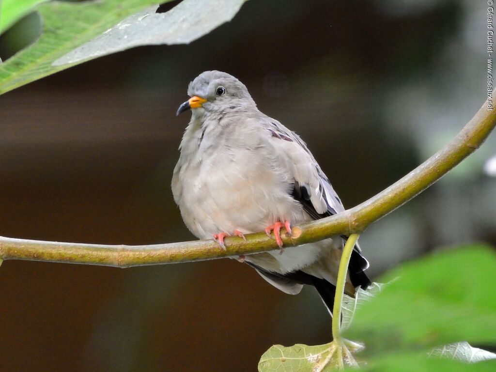 Croaking Ground Dove