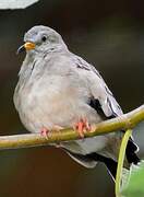 Croaking Ground Dove