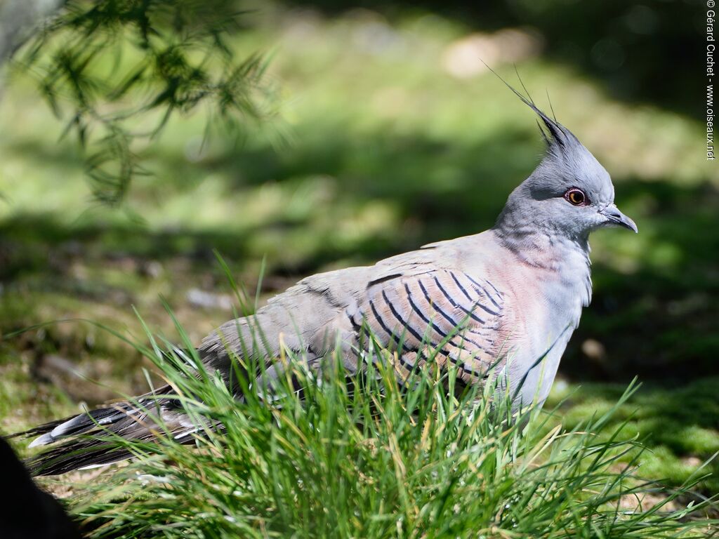 Crested Pigeon