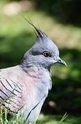 Crested Pigeon