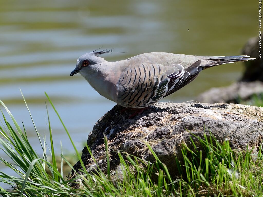 Crested Pigeon