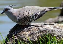 Crested Pigeon