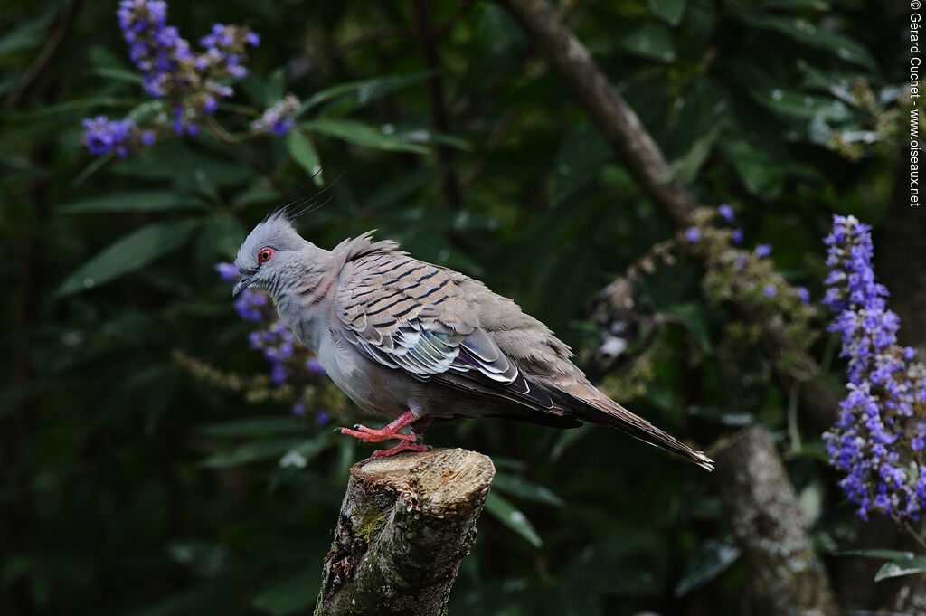 Crested Pigeon, close-up portrait, pigmentation