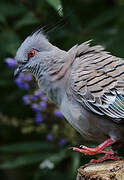 Crested Pigeon