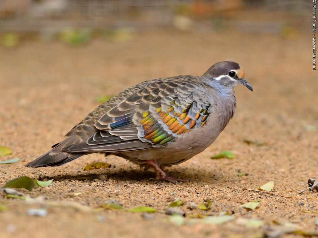 Common Bronzewing