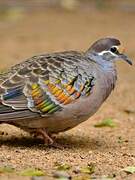 Common Bronzewing