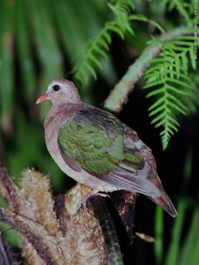 Common Emerald Dove