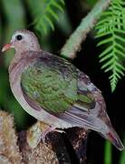 Common Emerald Dove