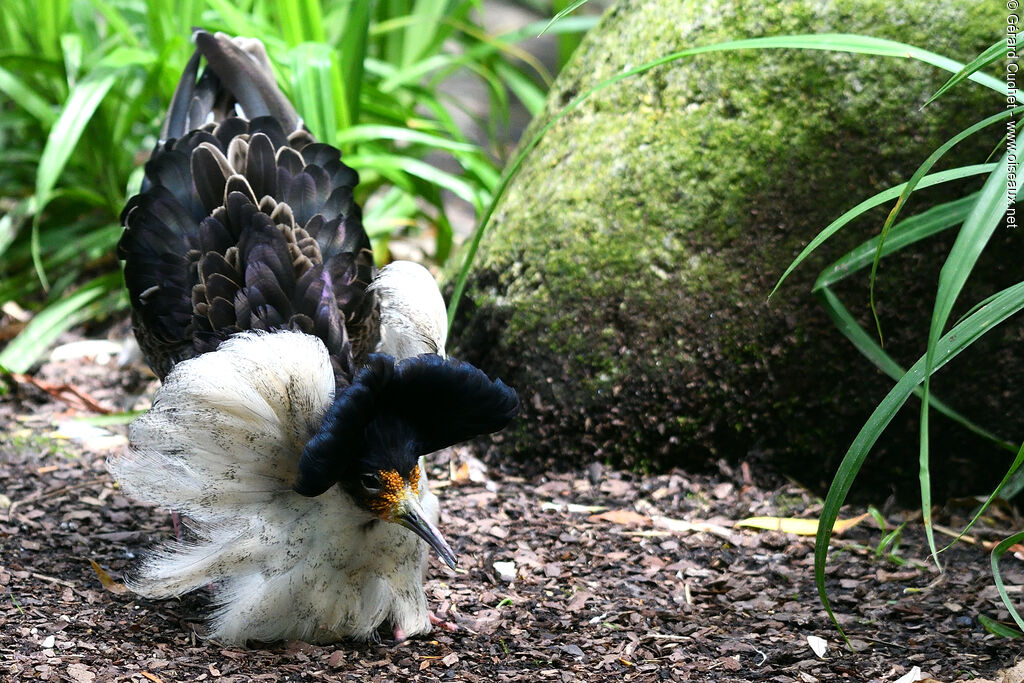 Ruff male, identification, courting display