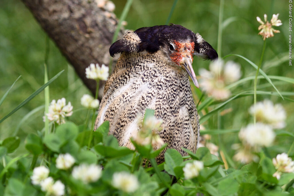 Ruff male adult breeding