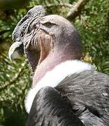 Andean Condor