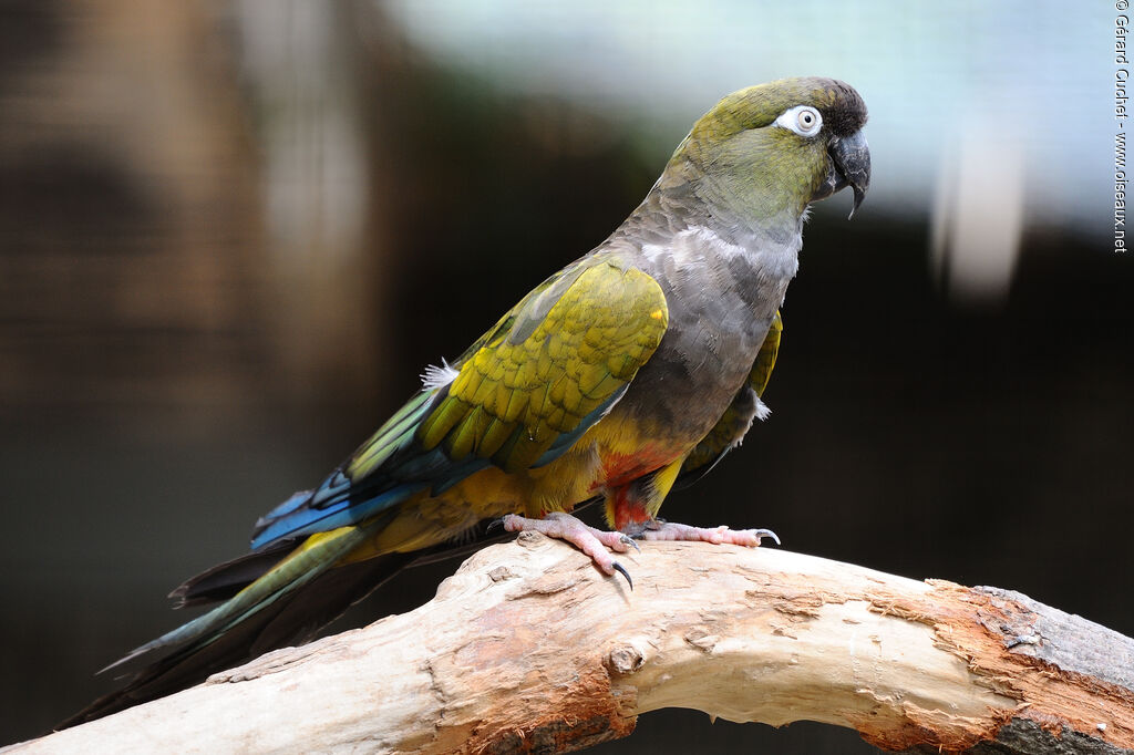 Conure de Patagonie, identification