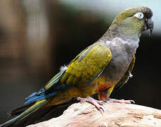 Conure de Patagonie