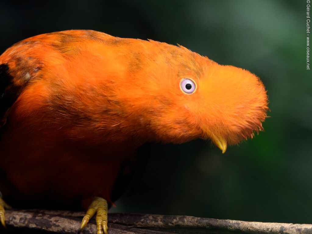 Andean Cock-of-the-rock male