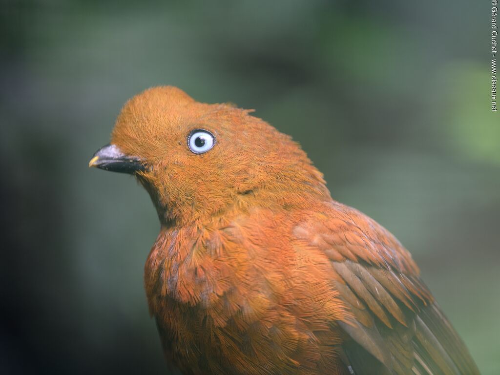 Coq-de-roche péruvien femelle