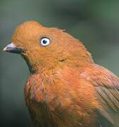 Andean Cock-of-the-rock