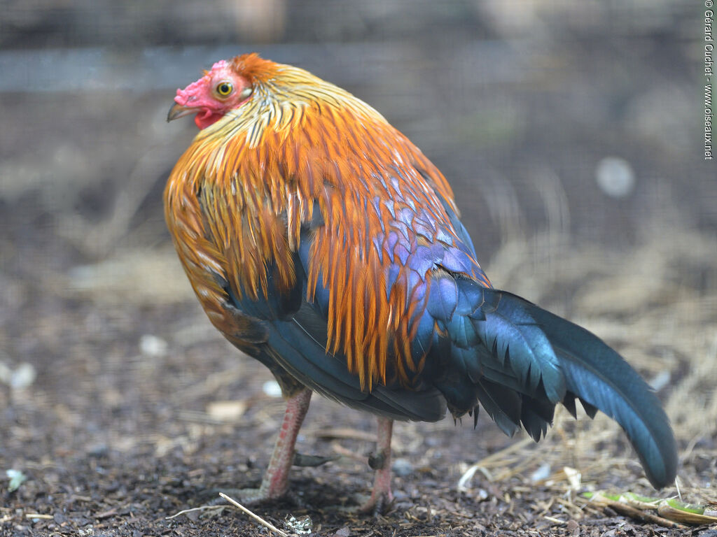 Red Junglefowl, identification