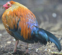 Red Junglefowl