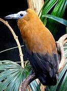 Capuchinbird