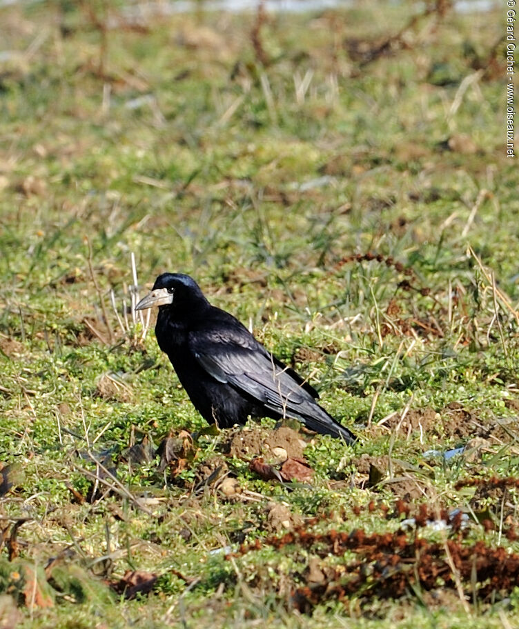 Corbeau freux