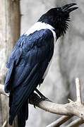 Pied Crow