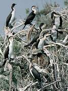 White-breasted Cormorant