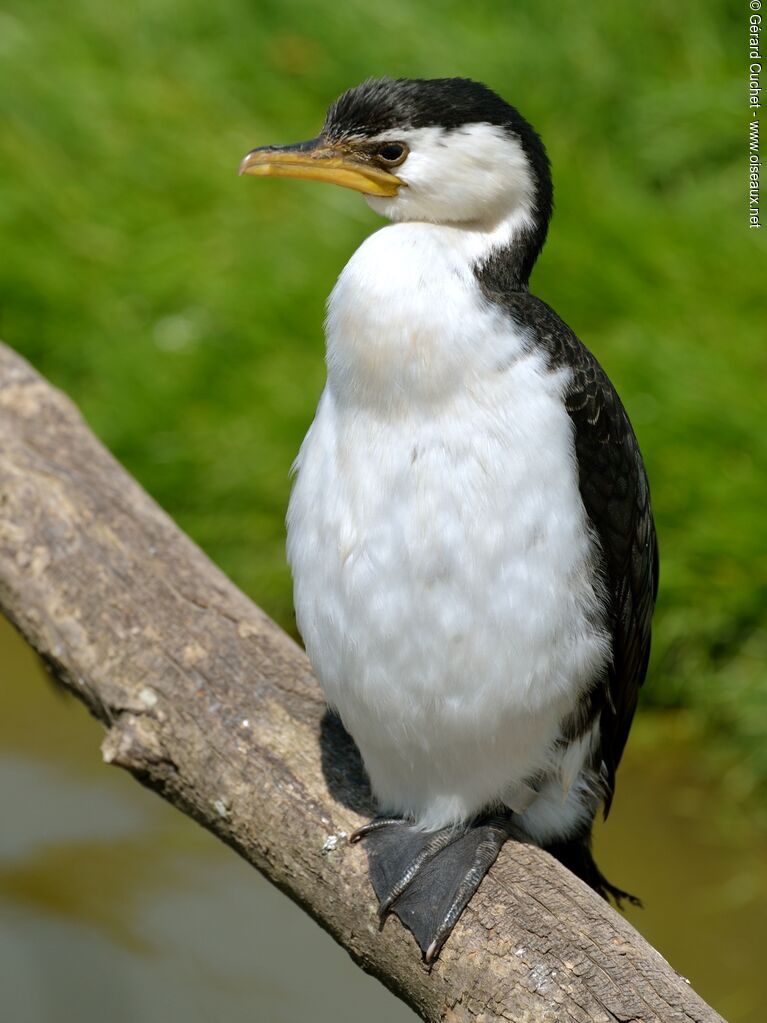 Little Pied Cormorant