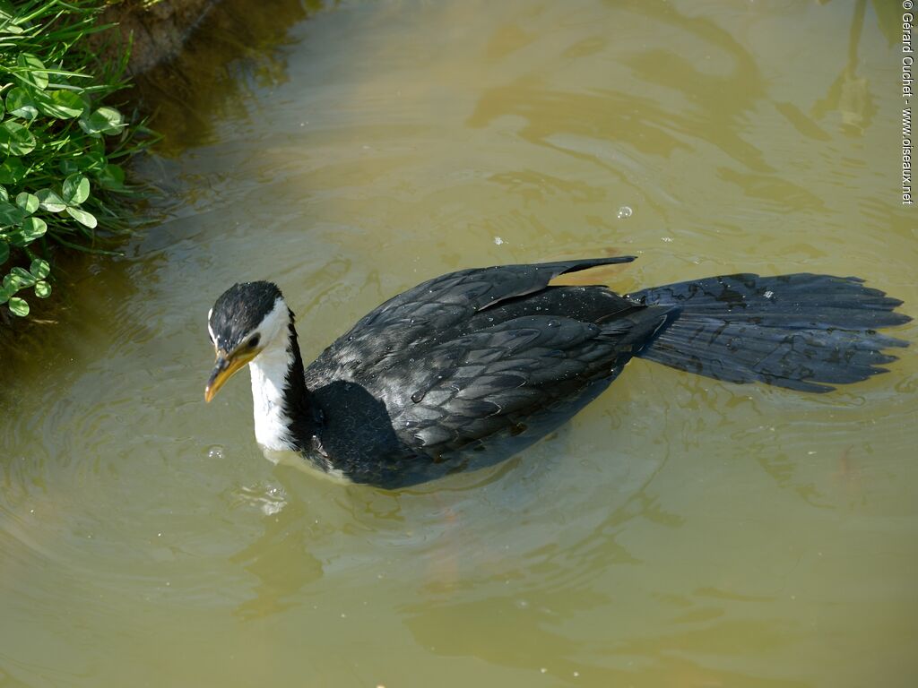 Little Pied Cormorant