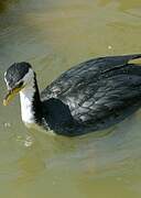 Little Pied Cormorant