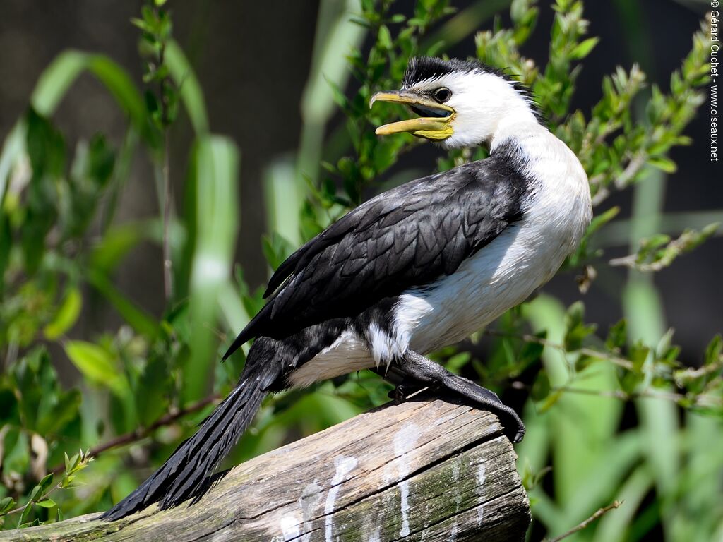 Little Pied Cormorant