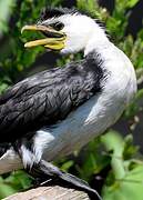 Little Pied Cormorant