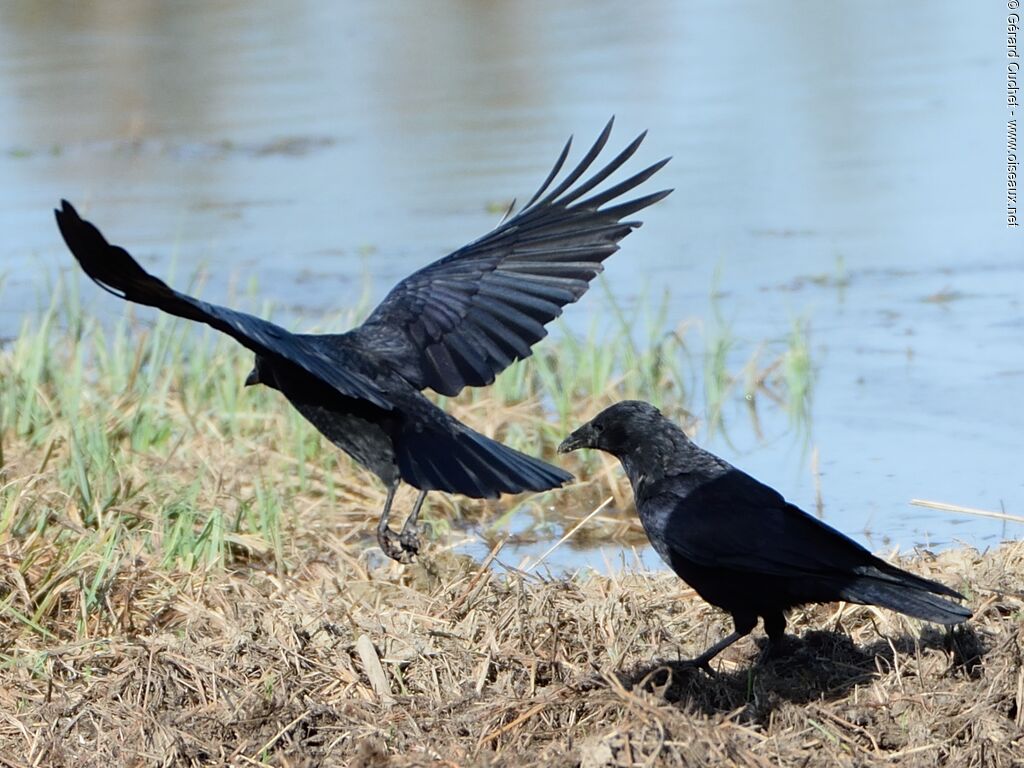 Carrion Crow