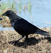 Carrion Crow