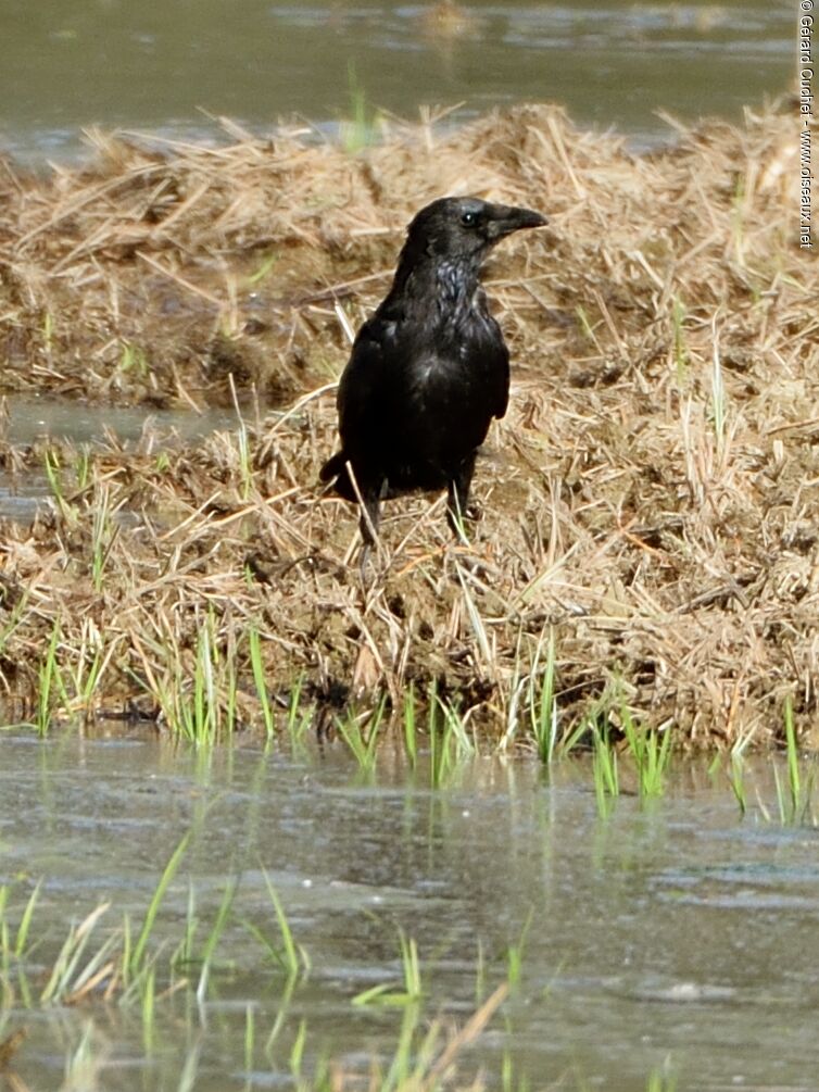 Corneille noire