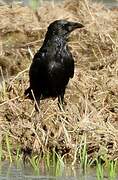 Carrion Crow