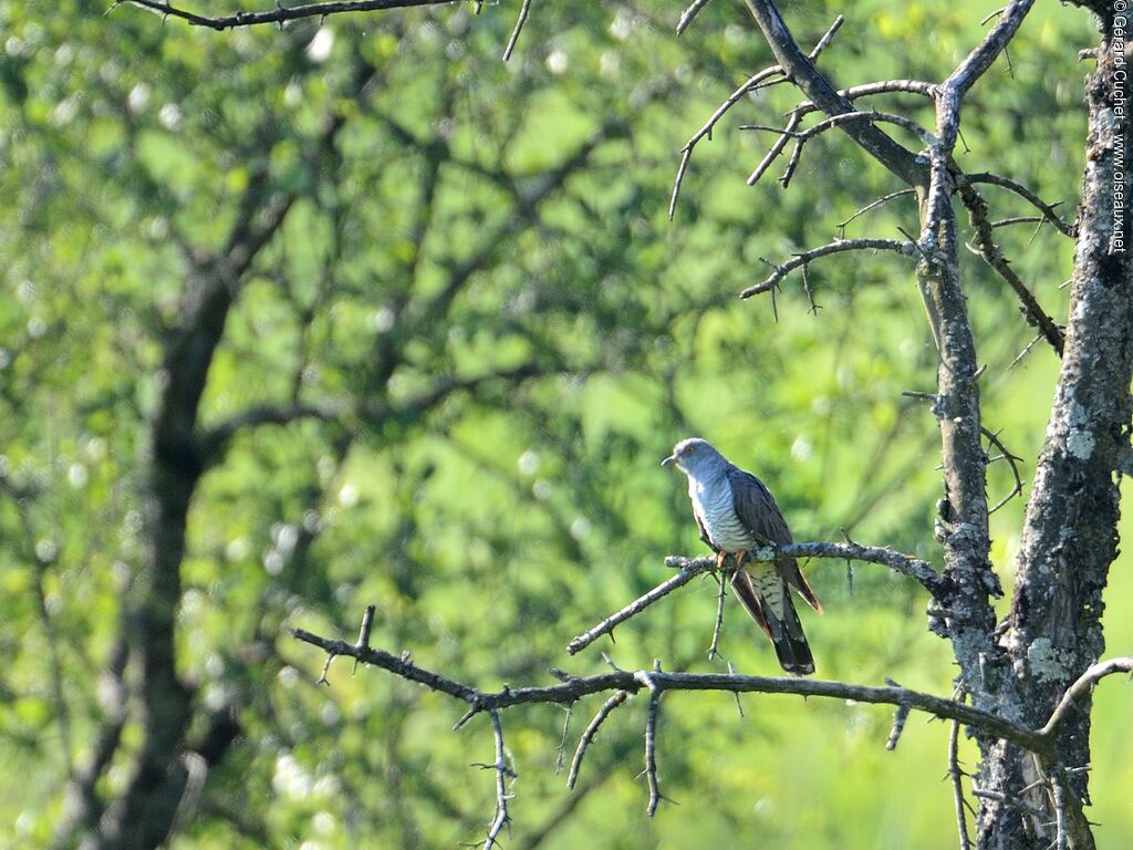 Common Cuckoo