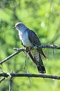 Common Cuckoo