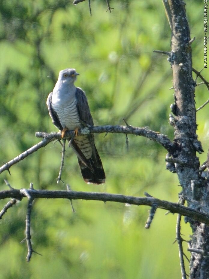 Common Cuckoo