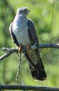 Common Cuckoo