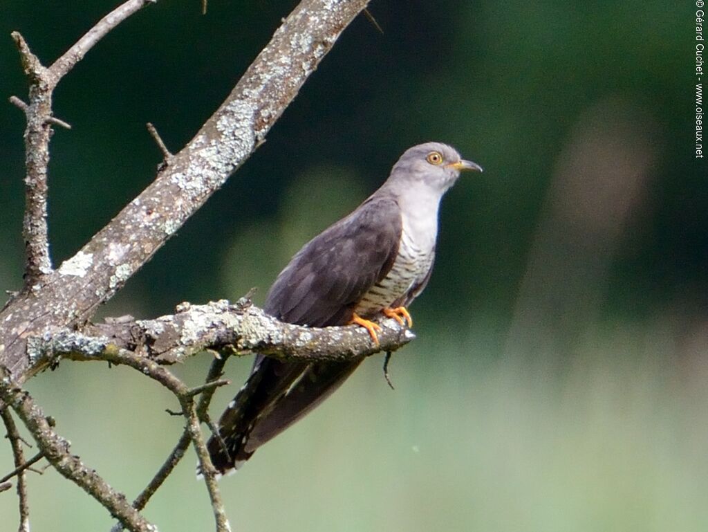 Common Cuckoo