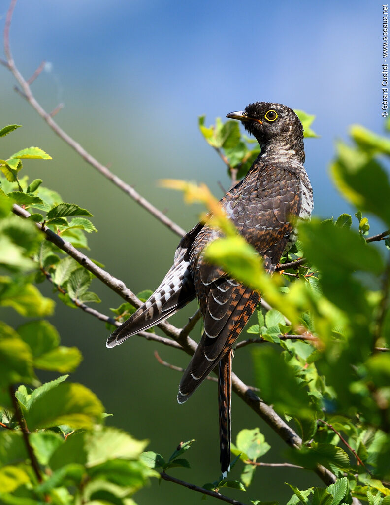 Common Cuckoojuvenile, identification, pigmentation