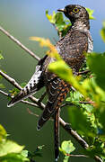 Common Cuckoo