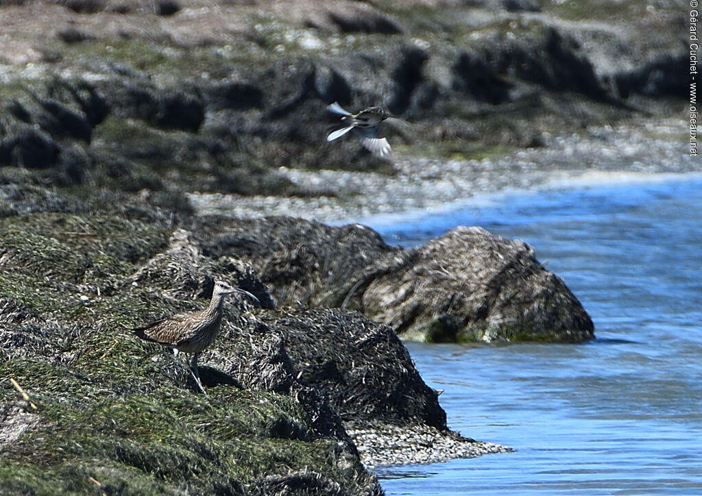 Eurasian Whimbrel, habitat